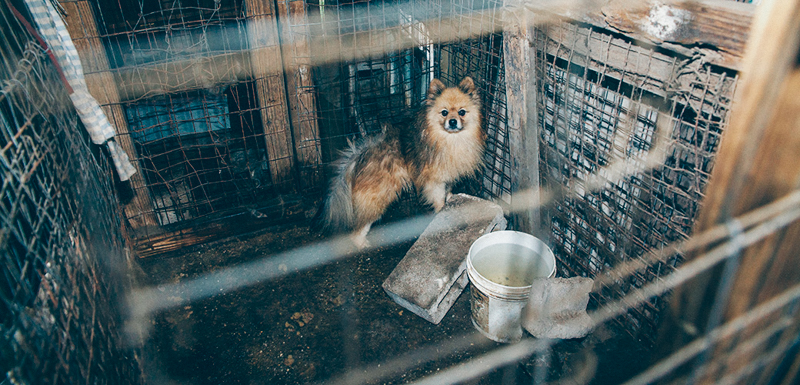 Las condiciones de las fábricas de cachorros