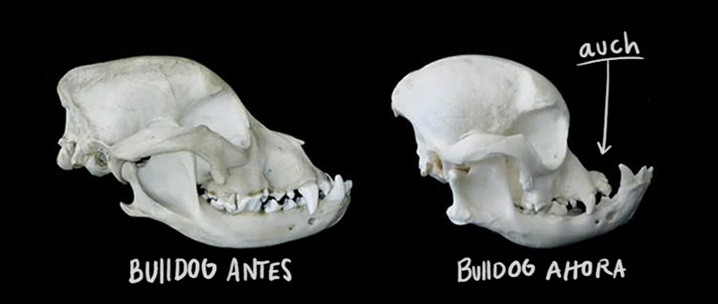 Bulldog antes y después