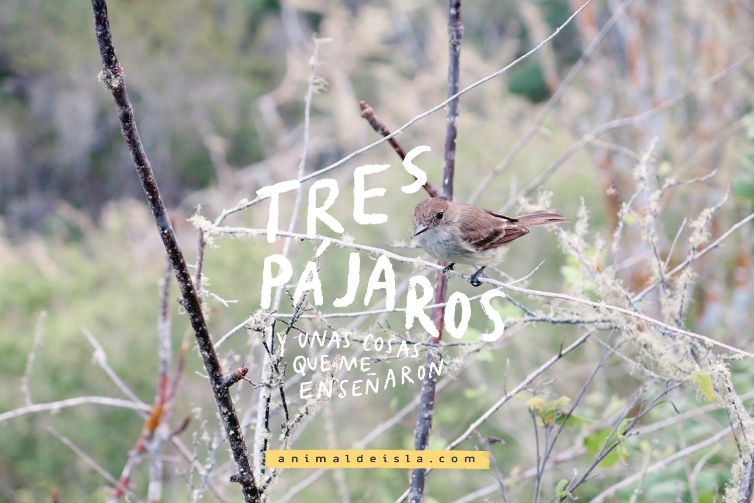 Tres pájaros, y unas cosas que me enseñaron - Animal de isla, image size:1500x1000